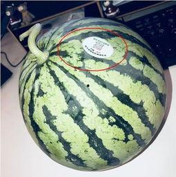 广东网红吃瓜,趣味横生幕后花絮大揭秘 第1张 广东网红吃瓜,趣味横生幕后花絮大揭秘 第1张
