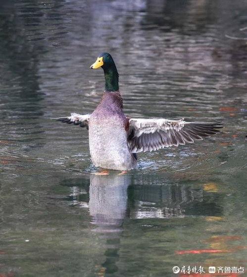 鸭在线观看,揭秘网络直播的鸭界传奇  第3张