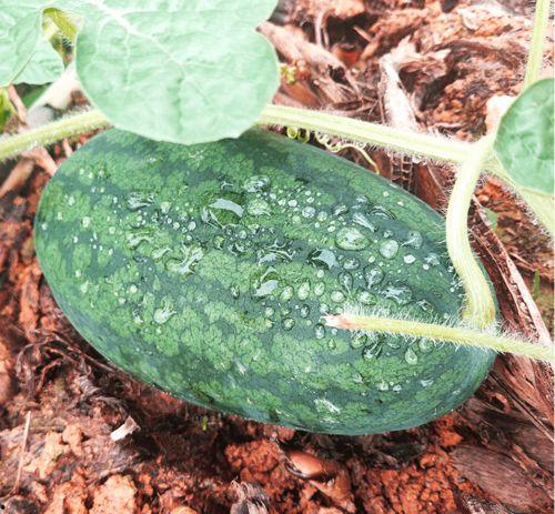 吃瓜莆田网红,吃瓜群众眼中的网络红人现象  第2张