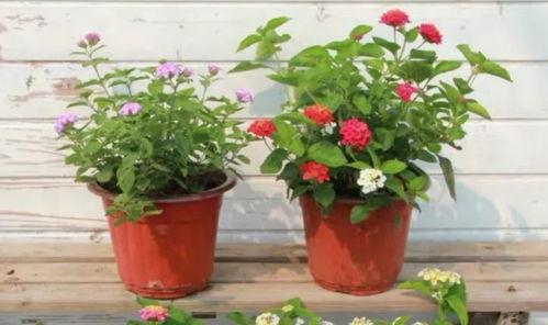 雷电大炮爆料视频最新,揭秘神秘武器性能与实战应用  第2张