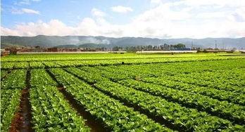石家庄种蔬菜被爆料视频,揭秘田间真实景象  第3张 石家庄种蔬菜被爆料视频,揭秘田间真实景象  第3张