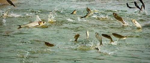 关于水产爆料的新闻,揭秘背后真相与行业反思  第2张 关于水产爆料的新闻,揭秘背后真相与行业反思  第2张