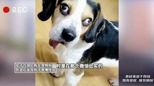 狗上女人视频在线观看,温馨视频在线欣赏  第3张