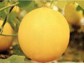 吃香瓜最新事件爆料,最新爆料揭示惊人真相  第2张