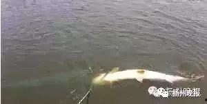 钓鱼爆料视频最新消息,惊心动魄的捕鱼瞬间！