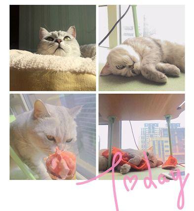 料理猫爆料视频大全集,视频大全集精彩回顾  第3张