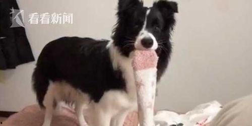 网友爆料边牧犬图片视频,萌态可掬的边牧犬萌动人心  第2张