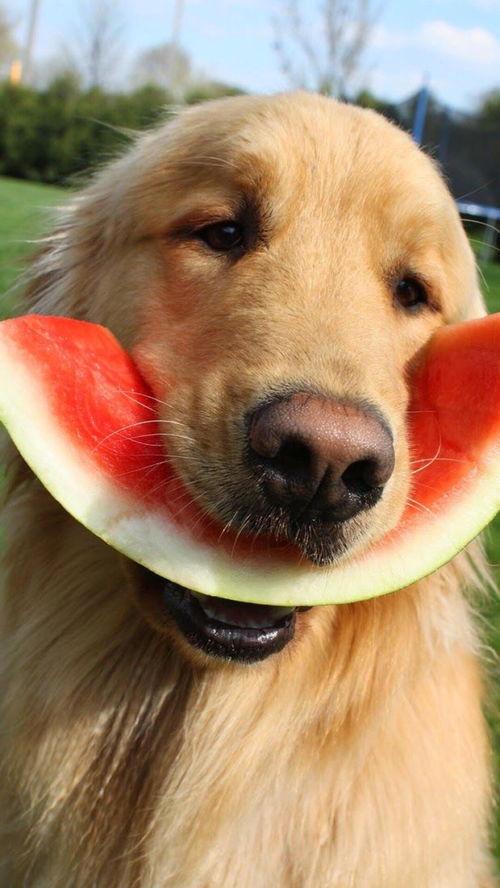 网红吃瓜狗子图片高清壁纸,萌化你的每一天  第2张