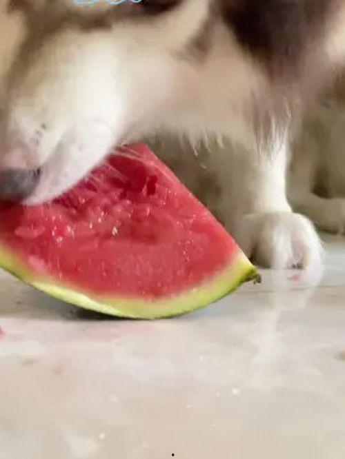 网红吃瓜狗子图片高清壁纸,萌化你的每一天  第3张