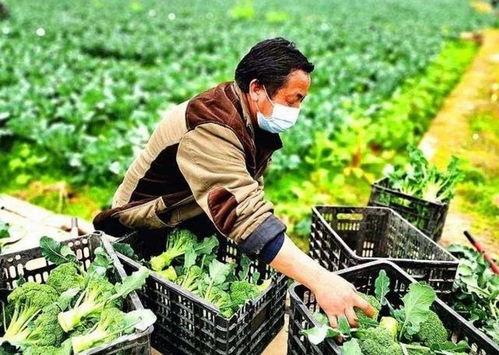 农民廖先生最新爆料,揭秘农村新动向背后的真实故事  第3张