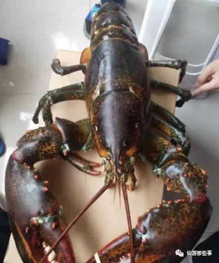 骚年龙虾爆料视频播放,视频播放背后的惊人数据与现象  第2张