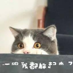 最新爆料肥猫图片,网友直呼“萌化人心”  第2张