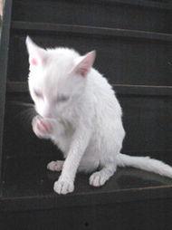 最新爆料肥猫图片,网友直呼“萌化人心”  第3张